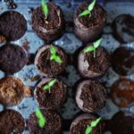 7 ways to truly prevent leggy seedlings