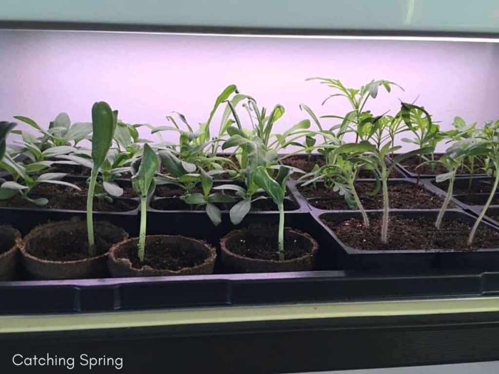 7 ways to truly prevent leggy seedlings they aren't getting enough light