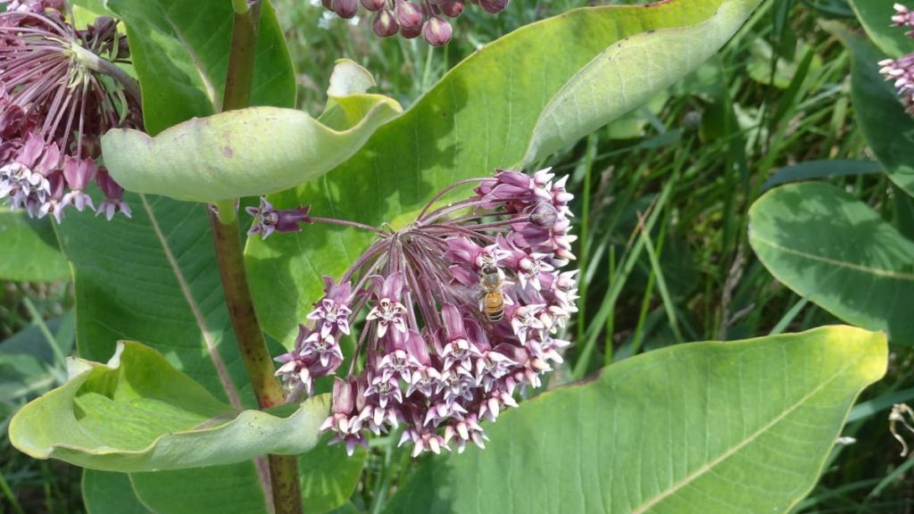 create a perfect certified Monarch waystation in 7 expert tips plant milkweed!