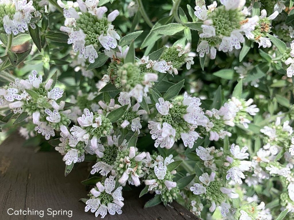 15 uncommon perennials you need in your garden right now mountain mint