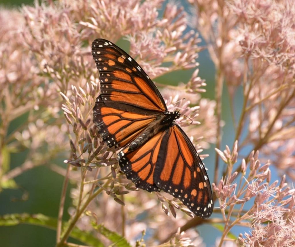 15 uncommon perennials you need in your garden right now Joe Pye weed