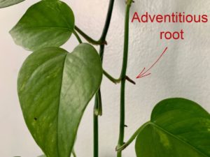 leggy seedlings adventitious root example from pothos plant