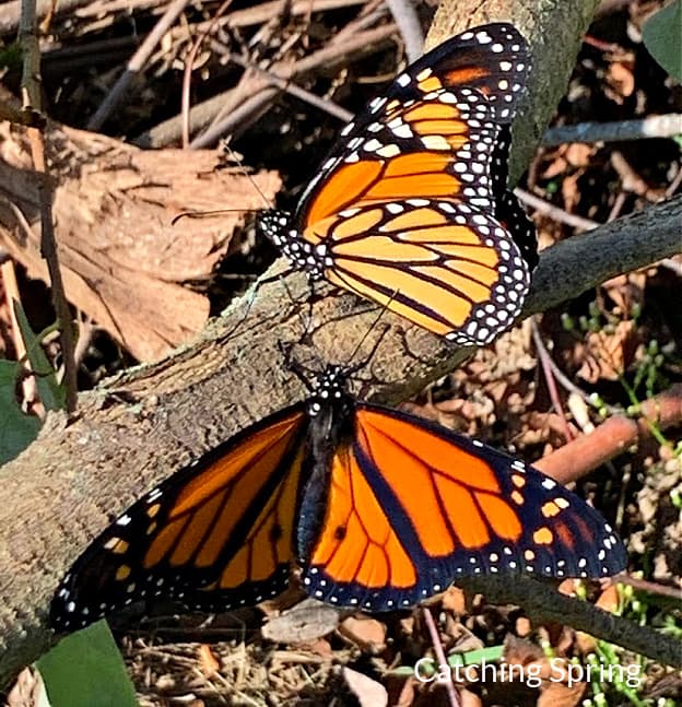 create a perfect certified Monarch waystation in 7 expert tips provide shelter