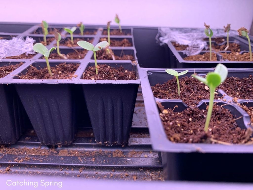 Beginner's guide to starting seed indoors 9 easy steps what to do when they sprout