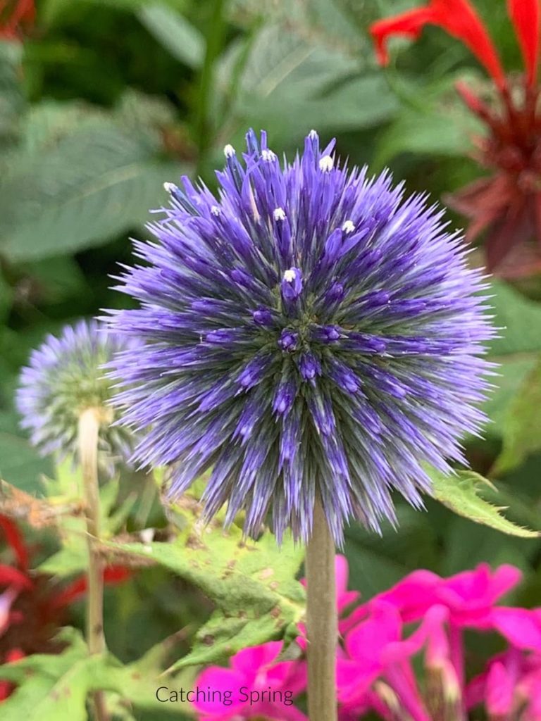 15 uncommon perennials you need in your garden right now globe thistle