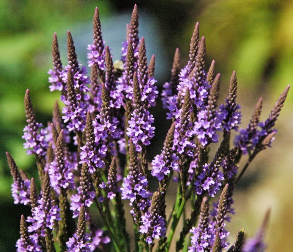 15 uncommon perennials you need in your garden right now Blue Vervain 