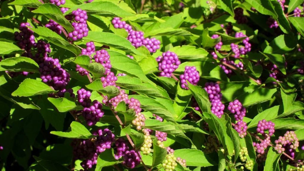 12 Best Winter Interest Plants for the Midwest (and Northeast) Purple Beautyberry