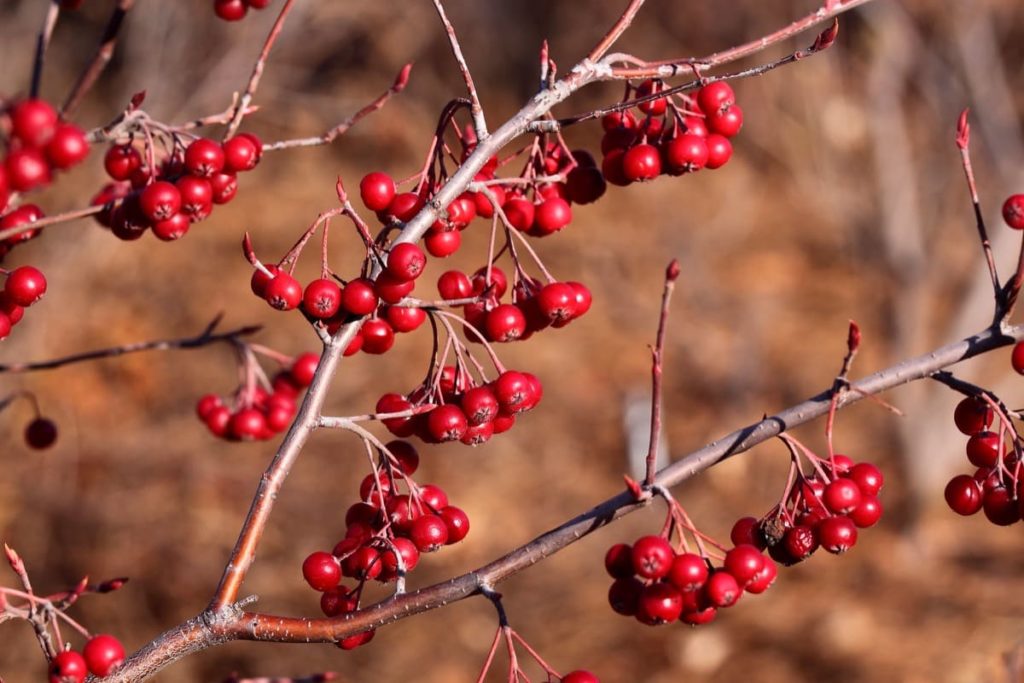 12 Best Winter Interest Plants for the Midwest (and Northeast) red chokeberry