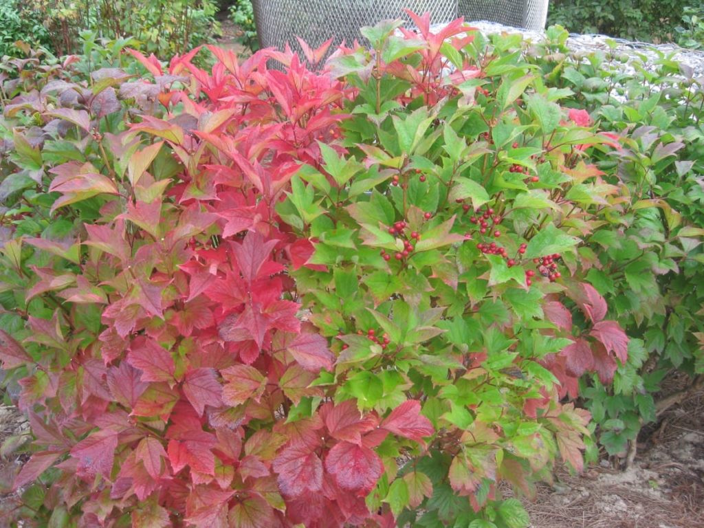 12 Best Winter Interest Plants for the Midwest (and Northeast) American cranberry bush