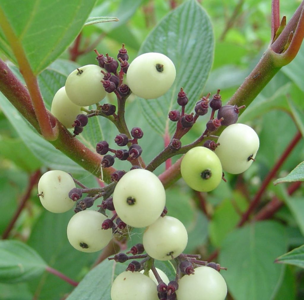 12 Best Winter Interest Plants for the Midwest (and Northeast) red-osier dogwood