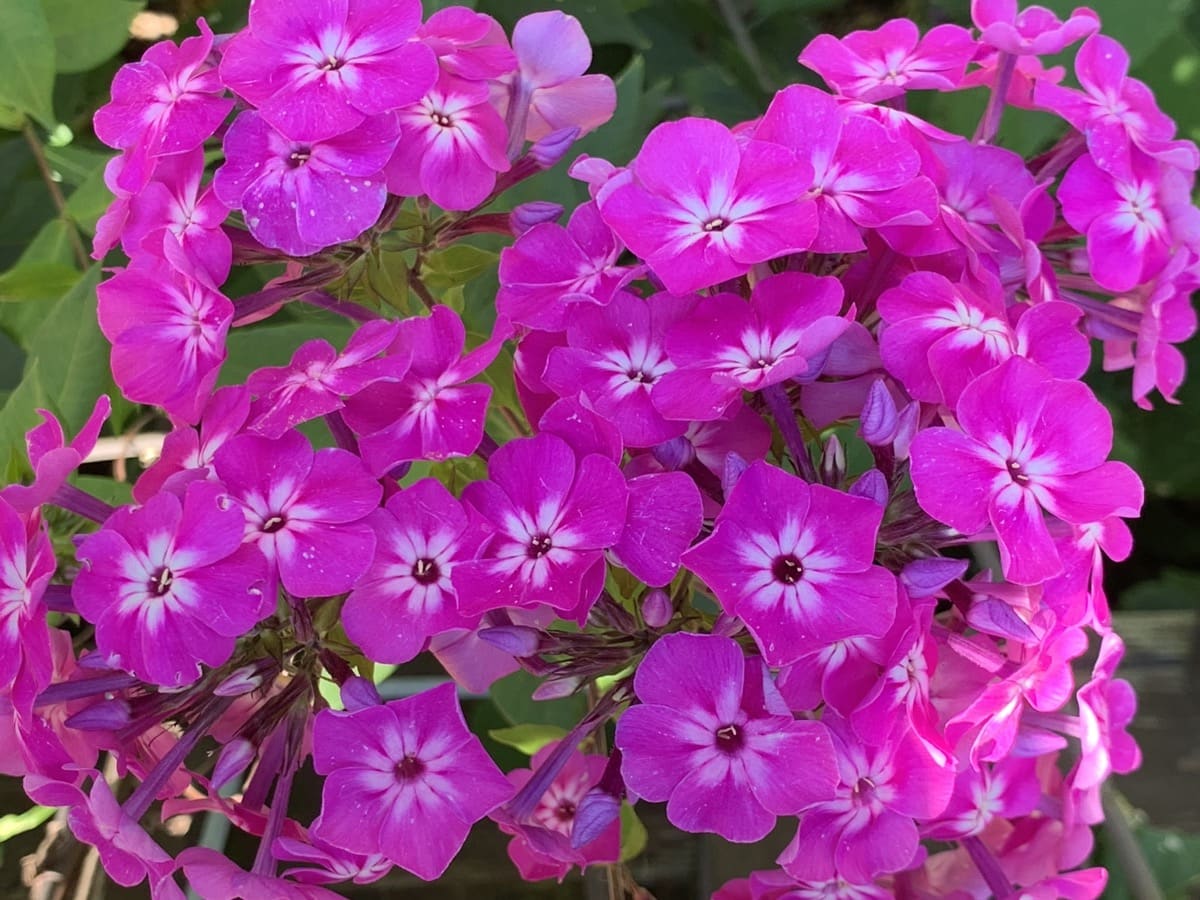 8 Easy Tips to Start Flower Gardening - Beginner's Essential Steps
