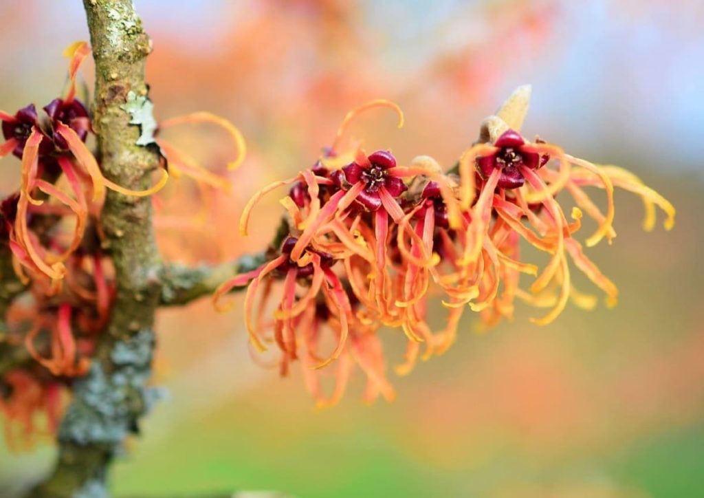 12 Best Winter Interest Plants for the Midwest (and Northeast) witch hazel