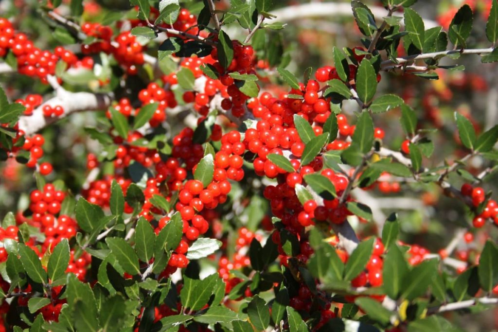 12 Best Winter Interest Plants for the Midwest (and Northeast) red holly