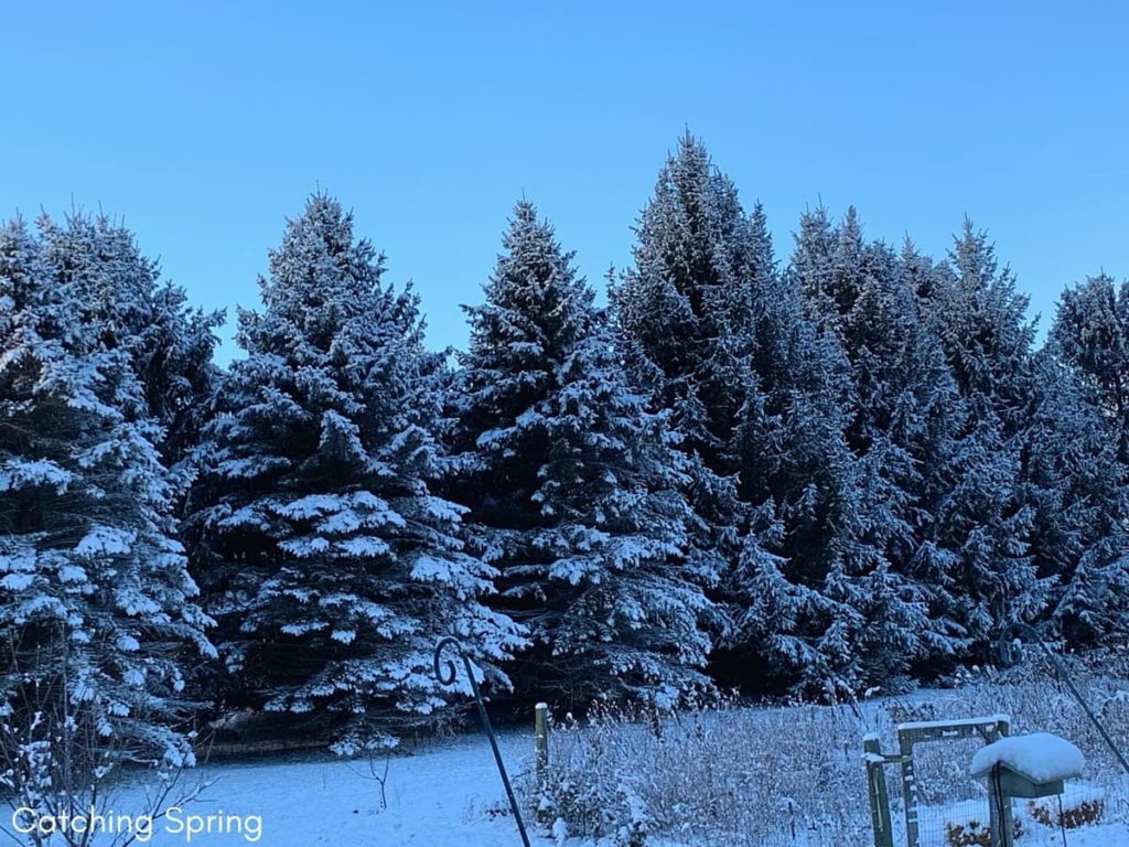 12 Best Winter Interest Plants for the Midwest (and Northeast) pine trees