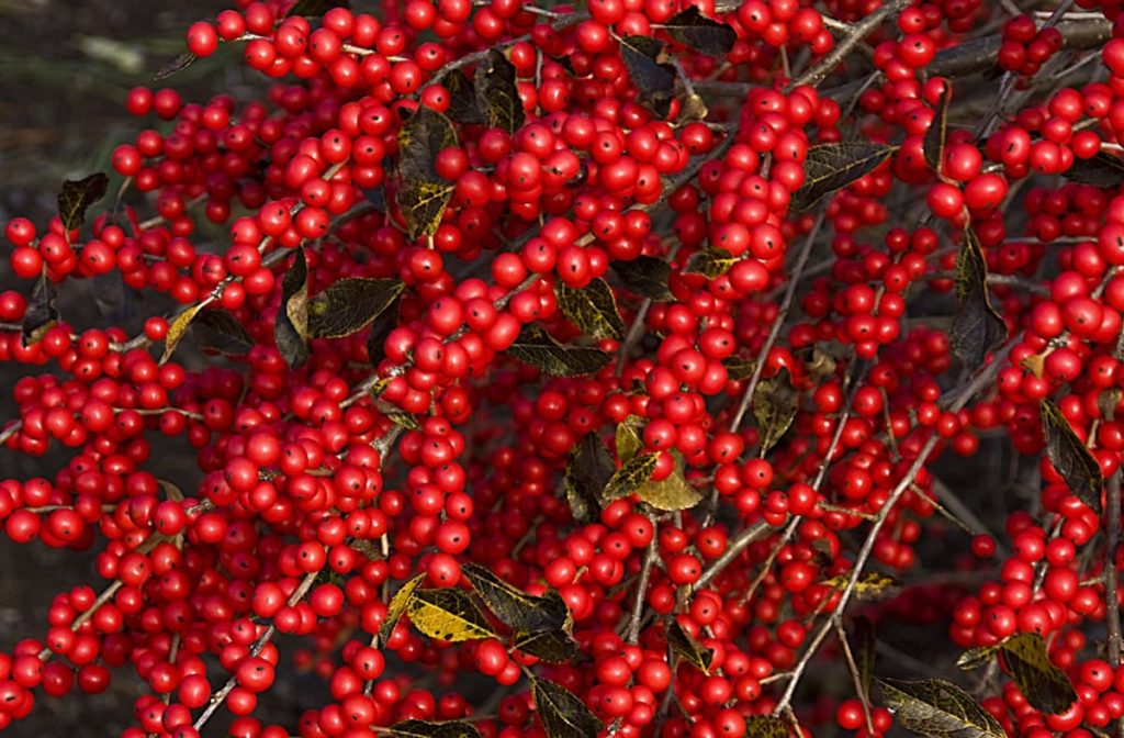 12 Best Winter Interest Plants for the Midwest (and Northeast) winterberry
