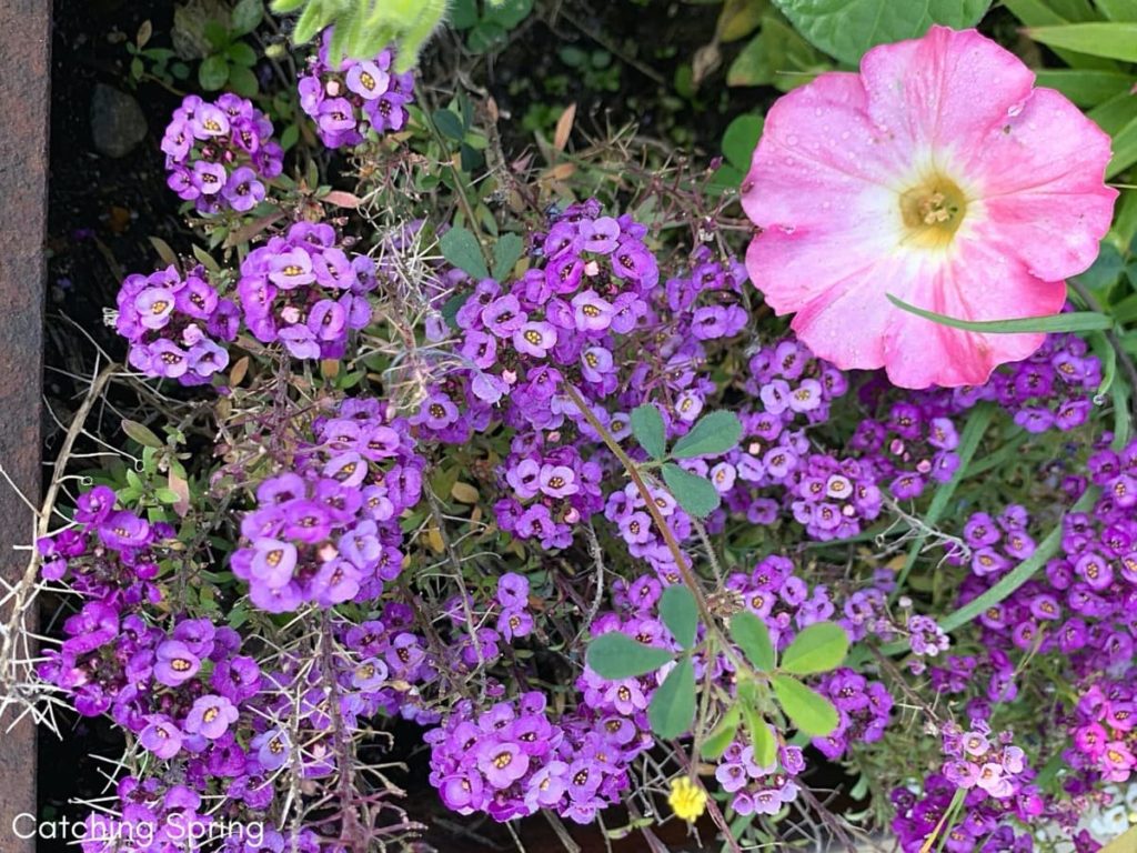 Top pollinator annuals you need to grow - Sweet Alyssum