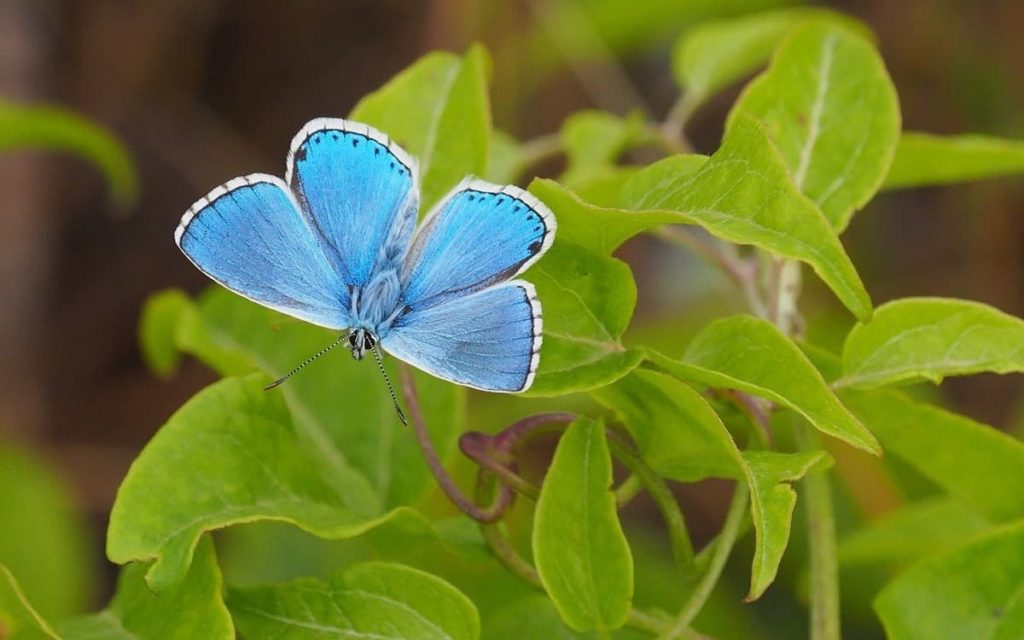 tips for attracting the first springtime butterflies spring azure