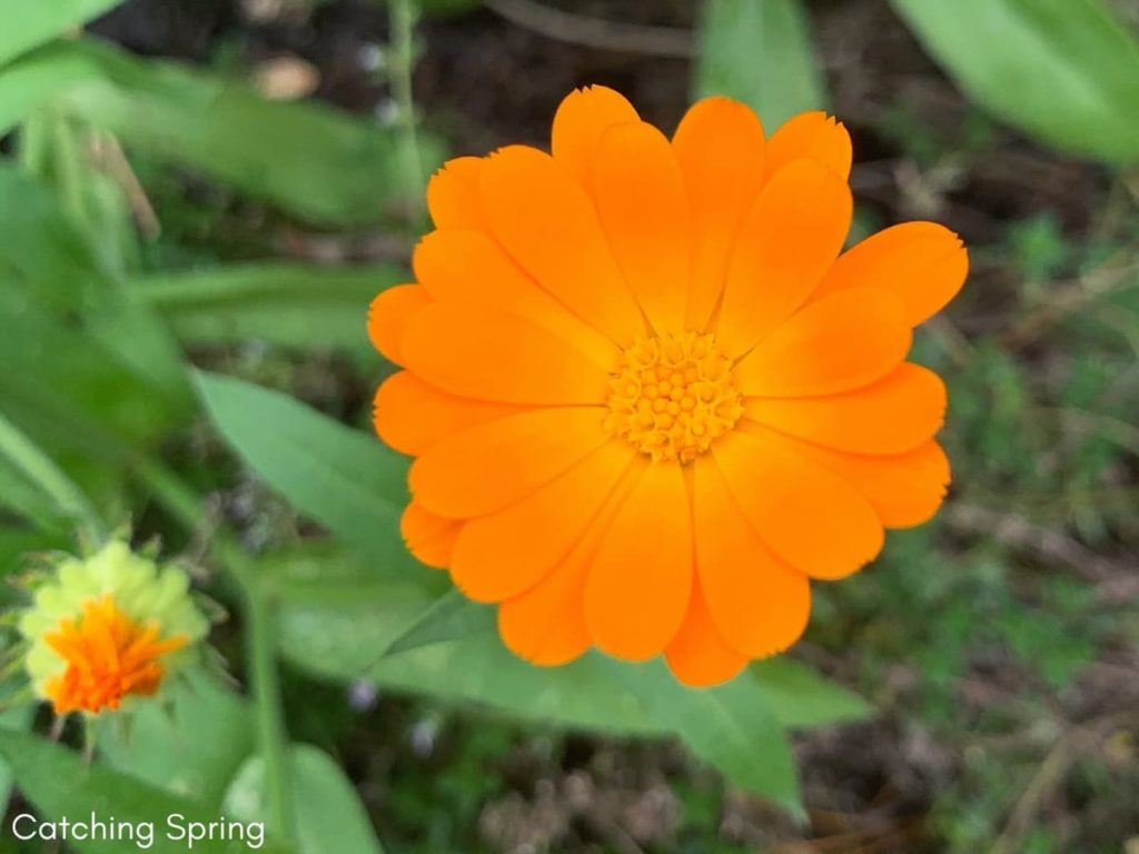 Top pollinator annuals you need to grow - calendula (pot marigold)