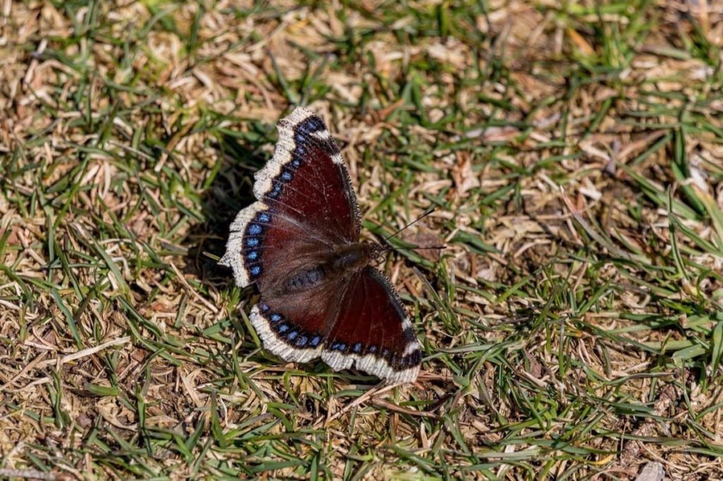 tips for attracting the first springtime butterflies mourning cloak