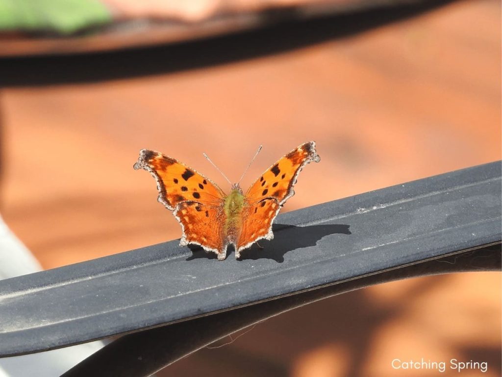 Tips to attract first springtime butterflies eastern commas and question marks