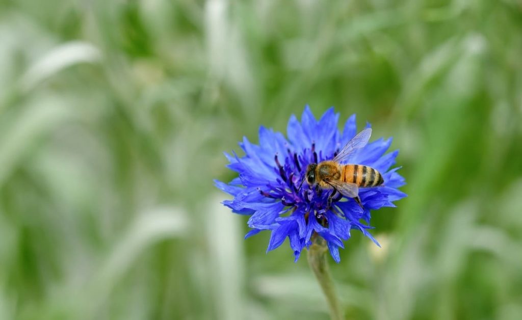 Top pollinator annuals you need to grow - Cornflower
