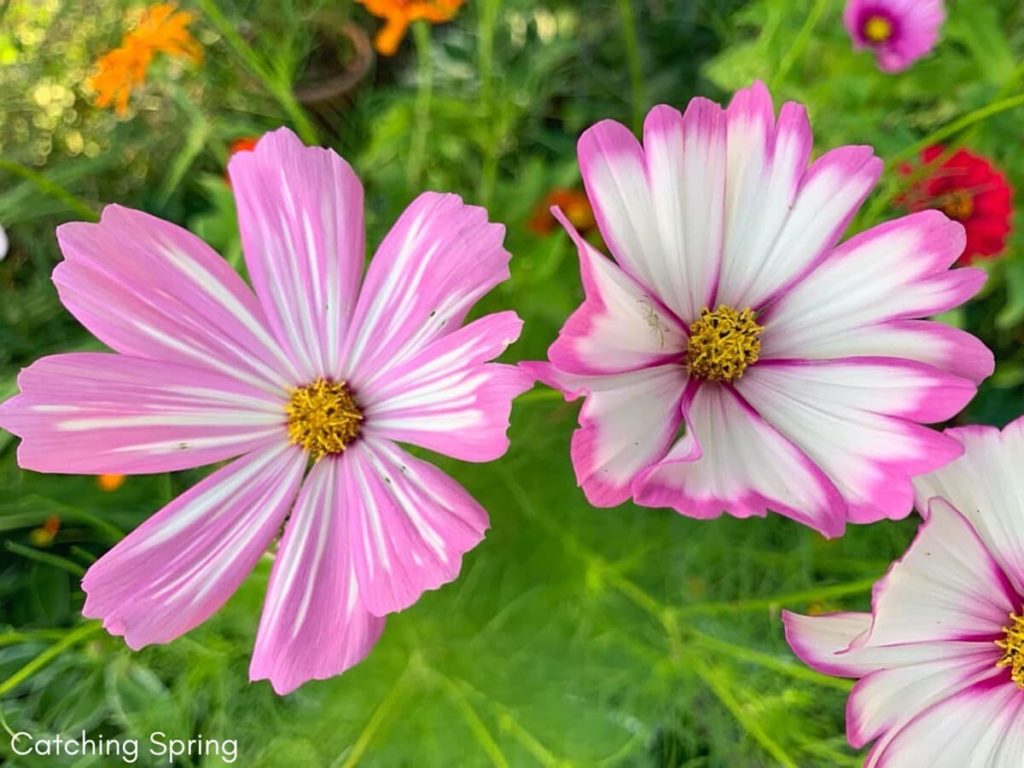 Top pollinator annuals you need to grow - cosmos