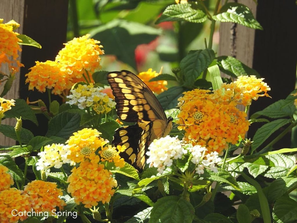 Top pollinator annuals you need to grow - lantana