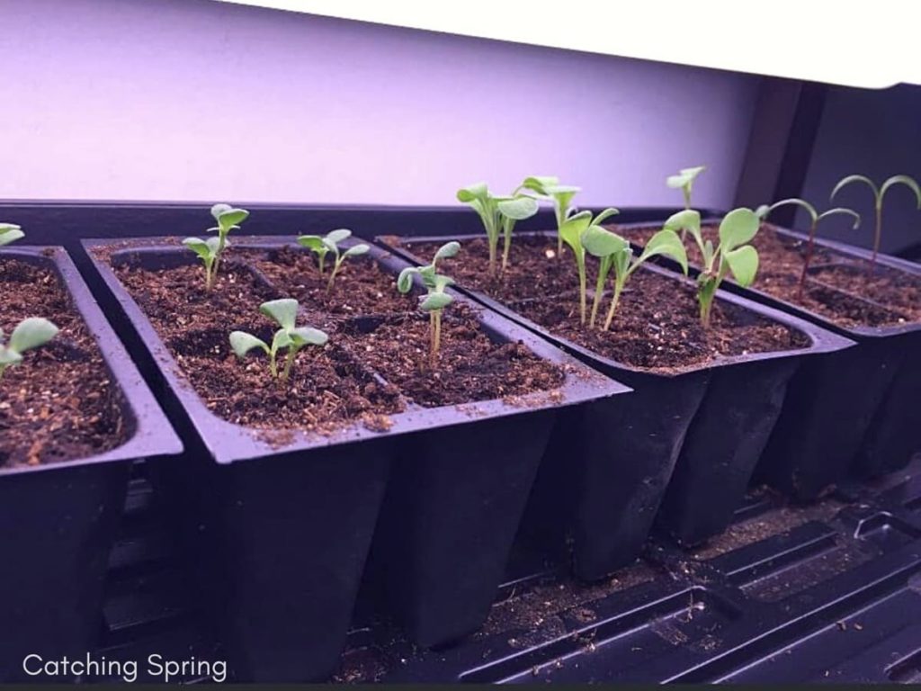 Common Seed Starting Mistakes to Avoid - not enough light