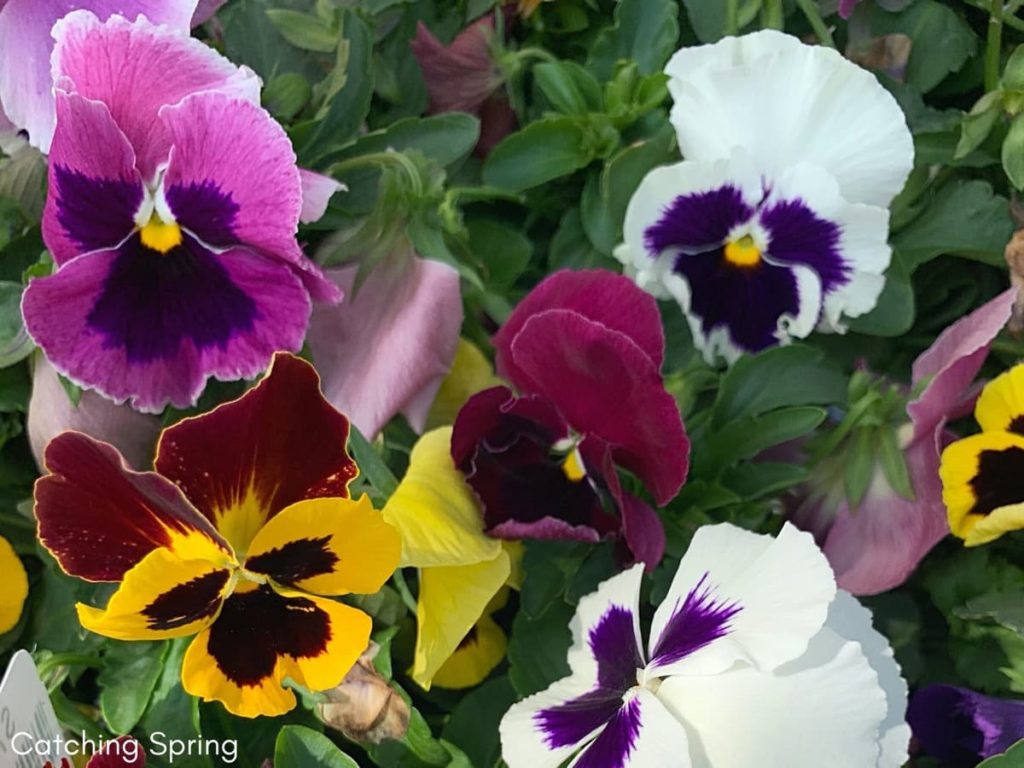 Top pollinator annuals you need to grow - pansies