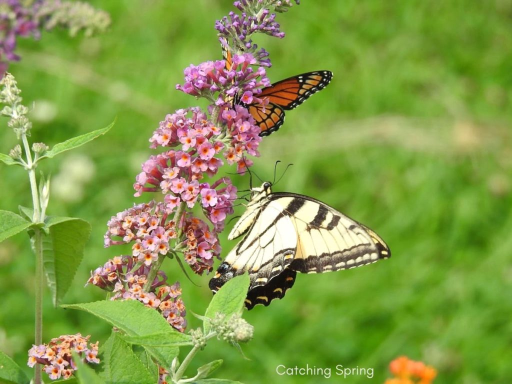 tips to attract first springtime butterflies no use of pesticides ever