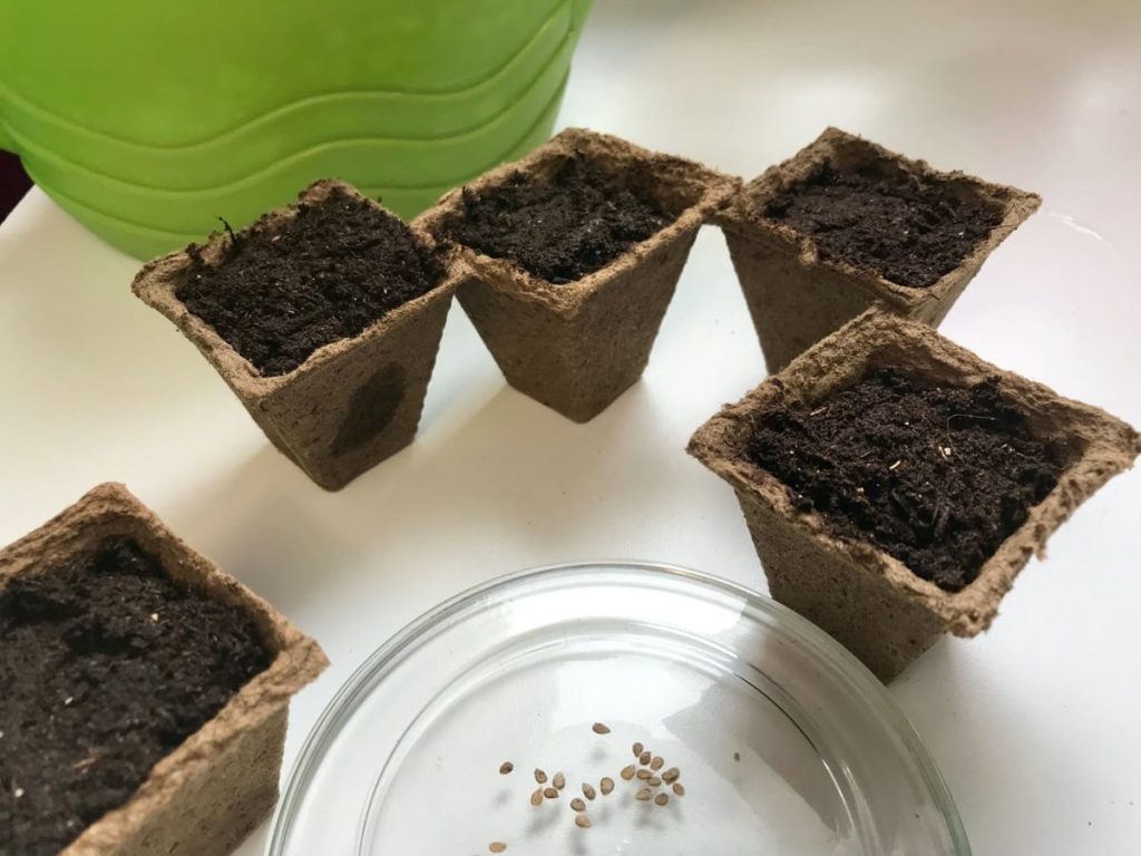 Common Seed Starting Mistakes to Avoid - not planting them correctly