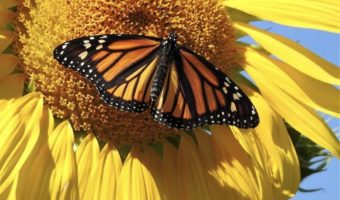 Top pollinator annuals you need to grow