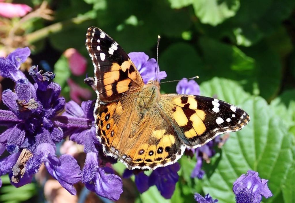 Top pollinator annuals you need to grow - salvia
