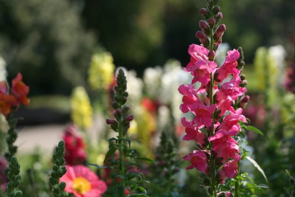 Top pollinator annuals you need to grow - snapdragons