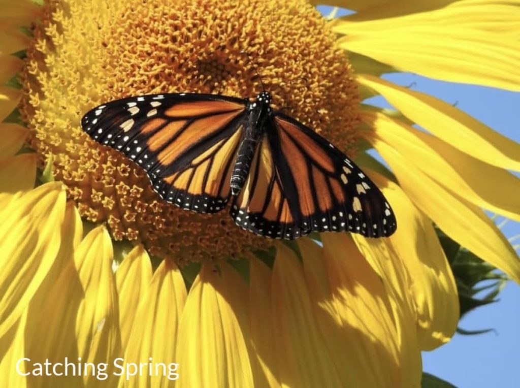 Top pollinator annuals you need to grow - sunflowers