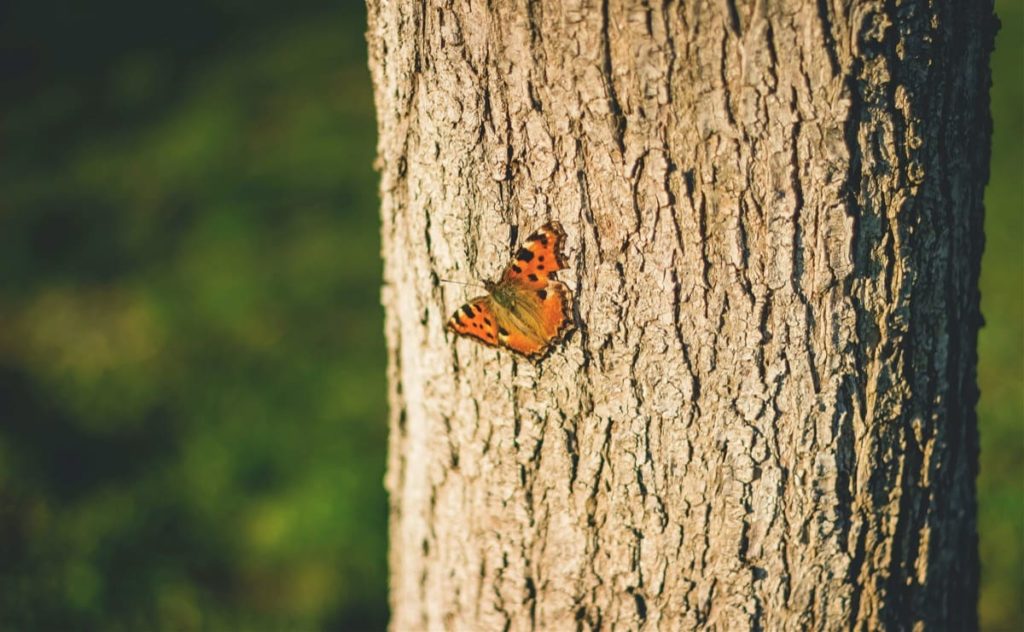 tips for attracting the first springtime butterflies plant more trees