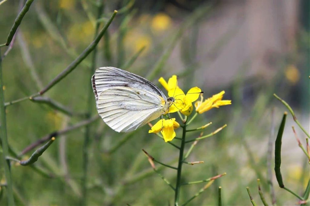 tips for attracting the first springtime butterflies don't destroy wildflowers