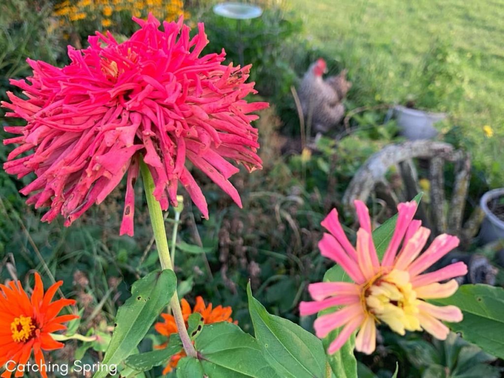 Top pollinator annuals you need to grow - zinnia