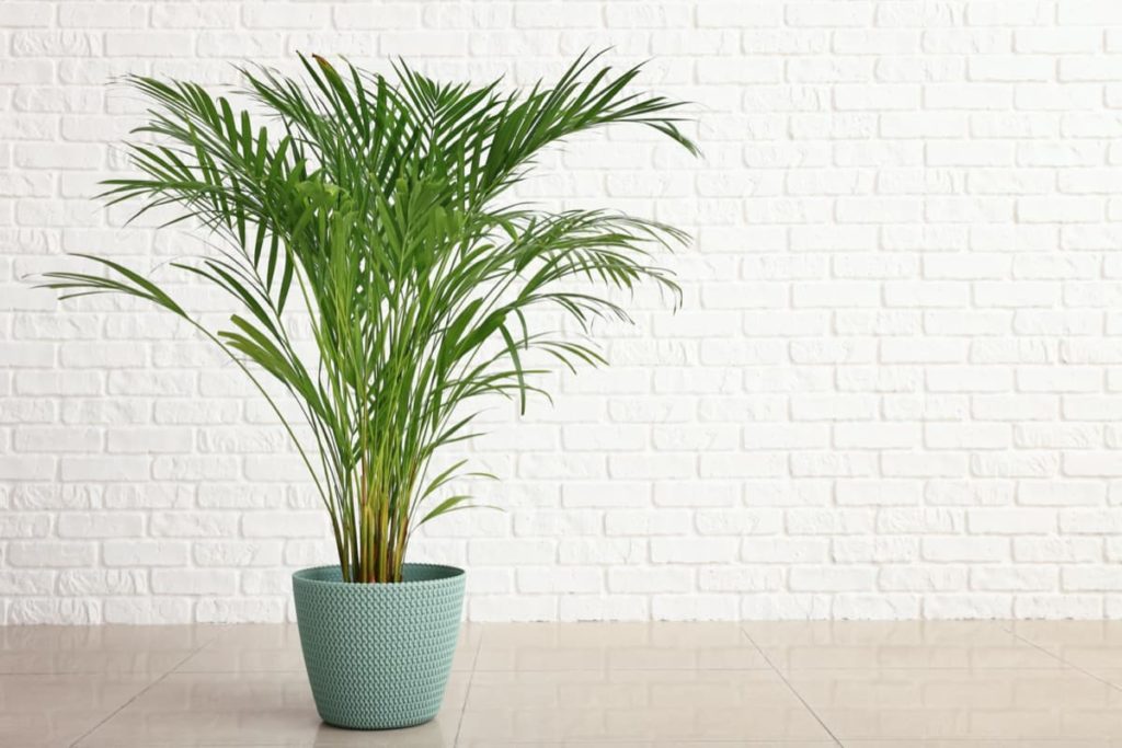 15 Attractive Pet-Friendly House Plants You Can Safely Grow areca palm