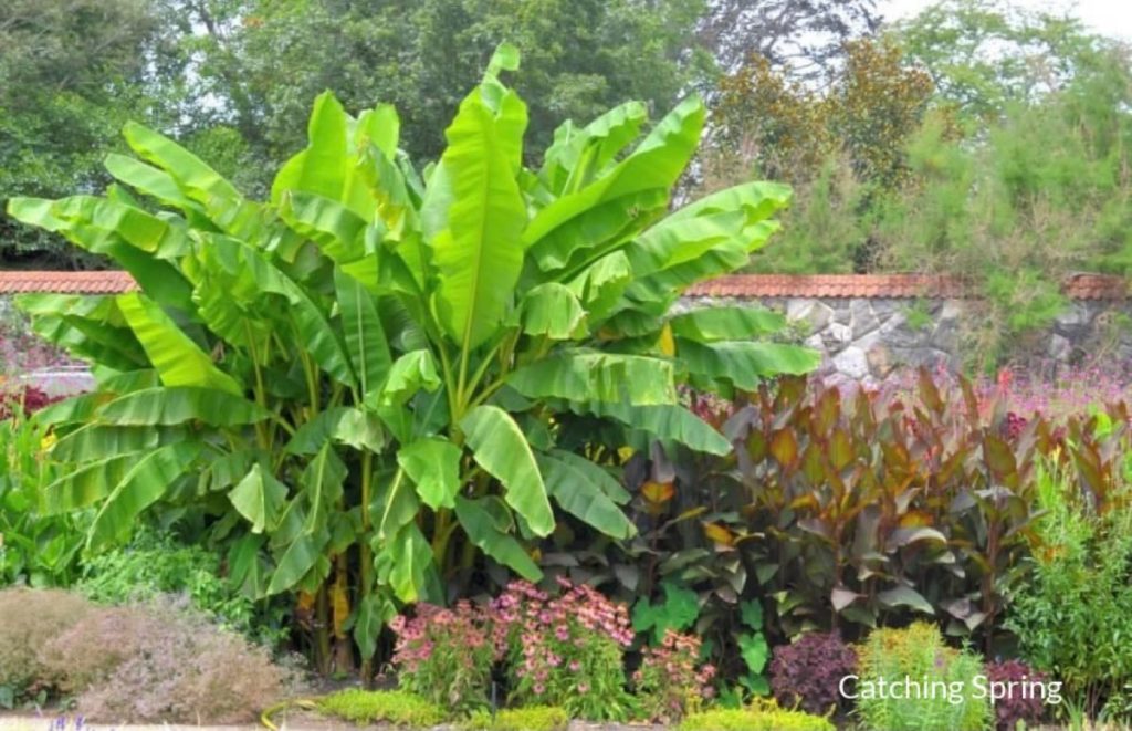 15 Attractive Pet-Friendly House Plants You Can Safely Grow banana tree