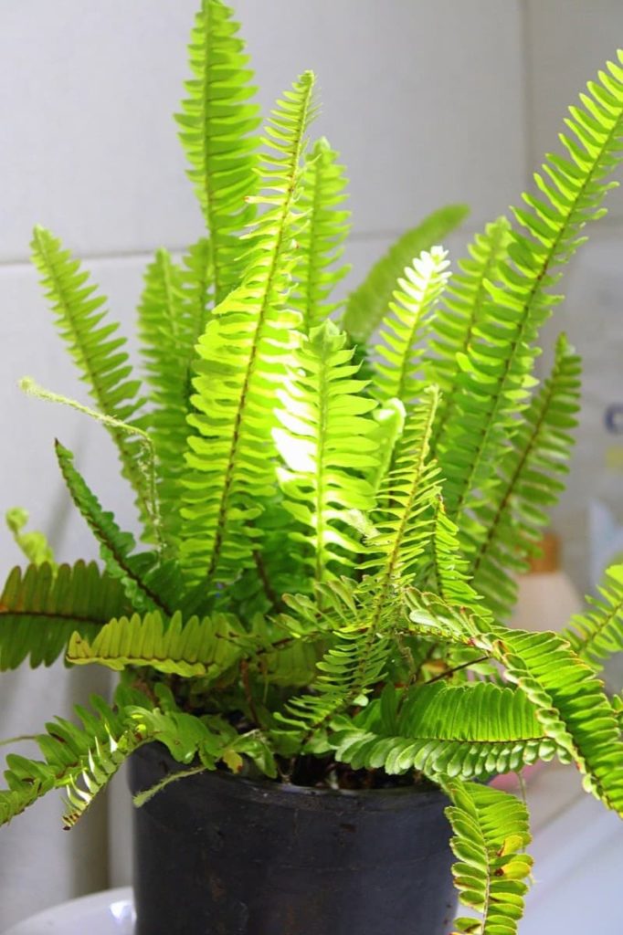 15 Attractive Pet-Friendly House Plants You Can Safely Grow Boston fern