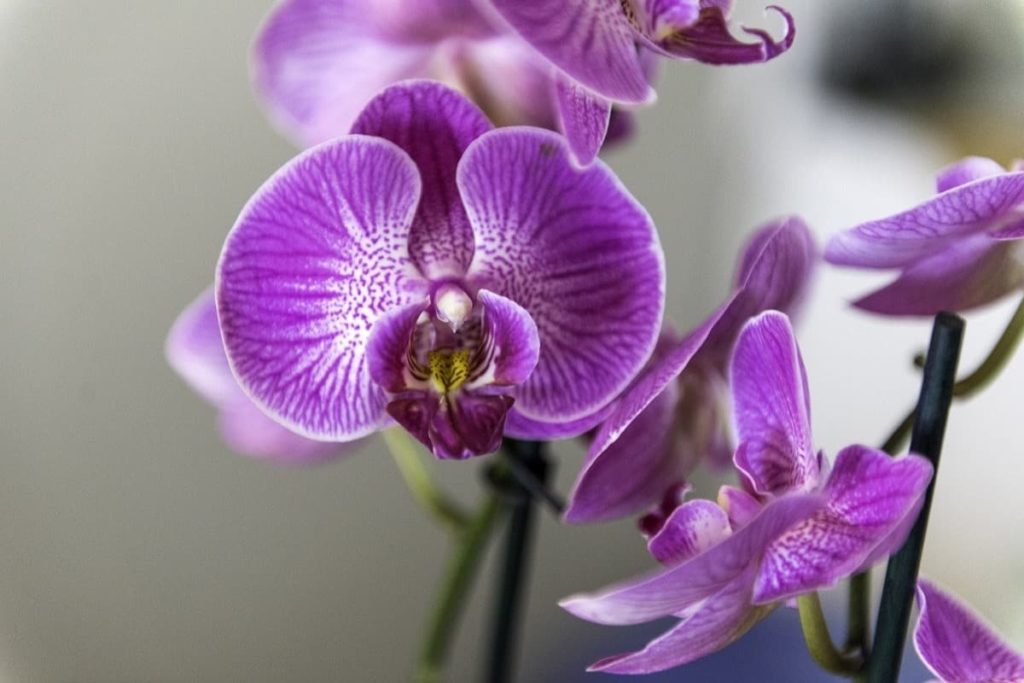 15 Attractive Pet-Friendly House Plants You Can Safely Grow orchid