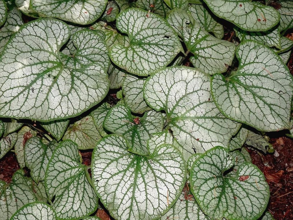 15 Attractive Pet-Friendly House Plants You Can Safely Grow Peperomia