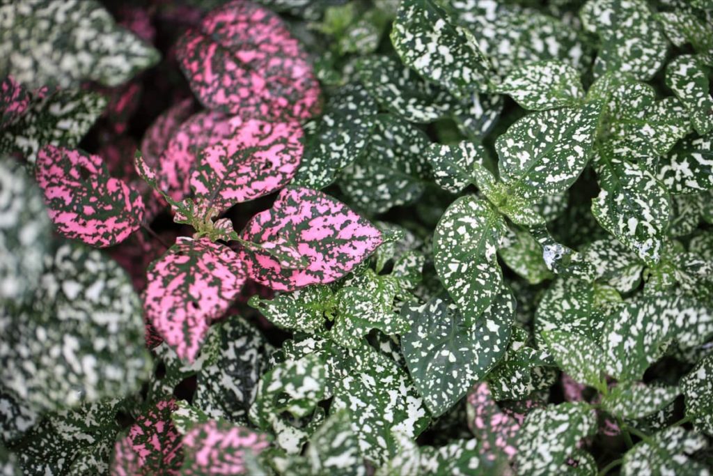 15 Attractive Pet-Friendly House Plants You Can Safely Grow Polka Dot plant