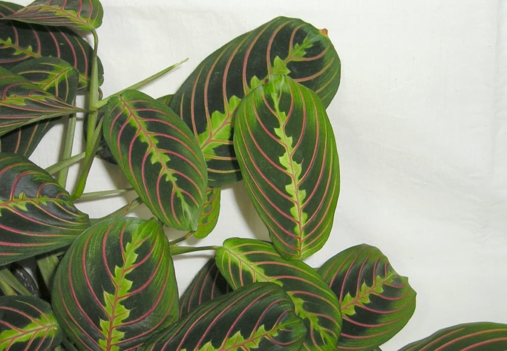 15 Attractive Pet-Friendly House Plants You Can Safely Grow prayer plant