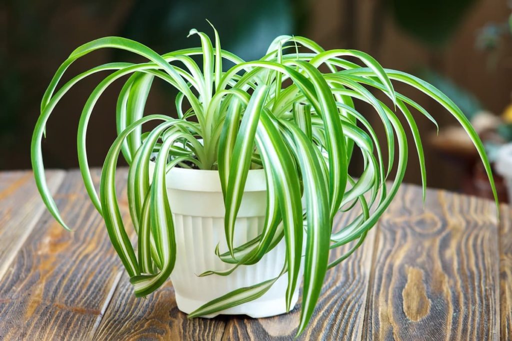 15 Attractive Pet-Friendly House Plants You Can Safely Grow spider plant