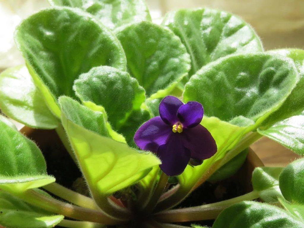 15 Attractive Pet-Friendly House Plants You Can Safely Grow African violet