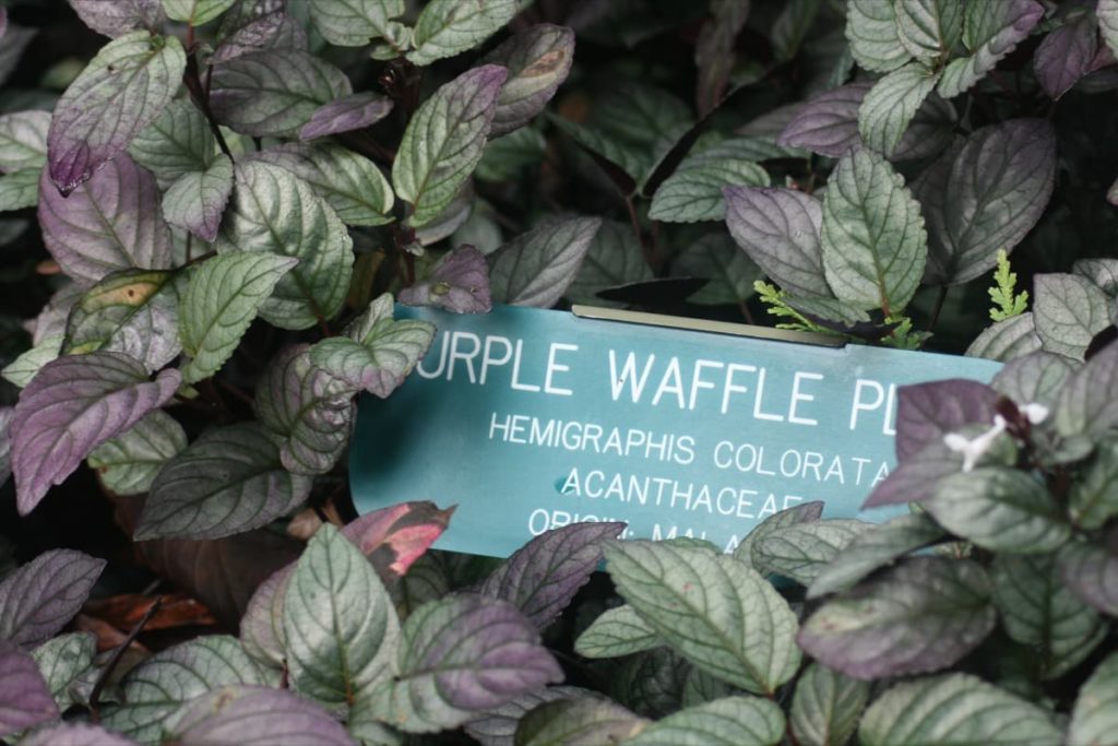 15 Attractive Pet-Friendly House Plants You Can Safely Grow purple waffle plant