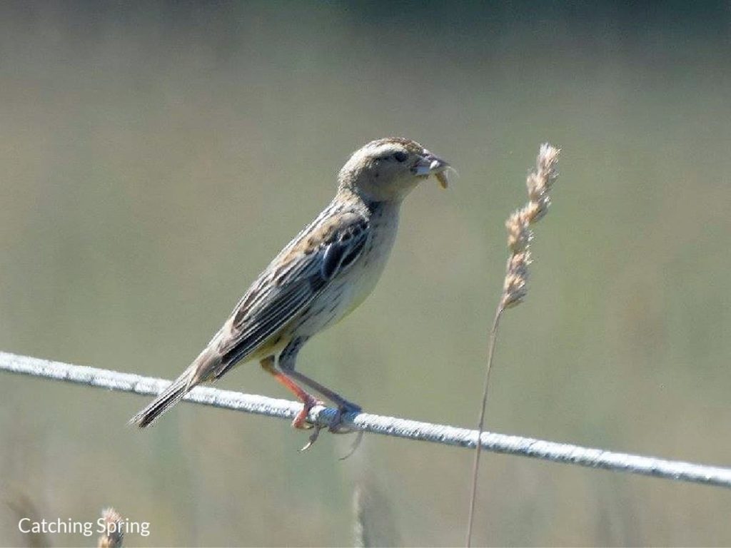 Preserving Beautiful Grassland Birds - 10 Key Steps - don't disturb fields during breeding season