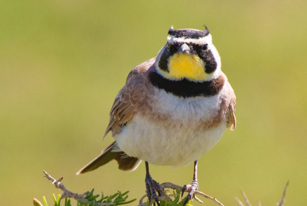 Preserving Beautiful Grassland Birds